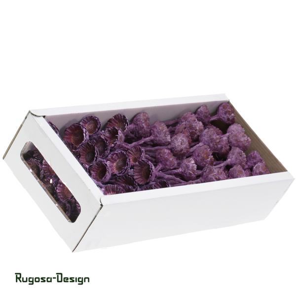 Protea Rosette klein, brombeer/raureif